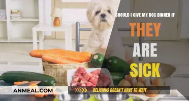 Should You Feed Your Sick Dog Dinner? Expert Tips and Advice