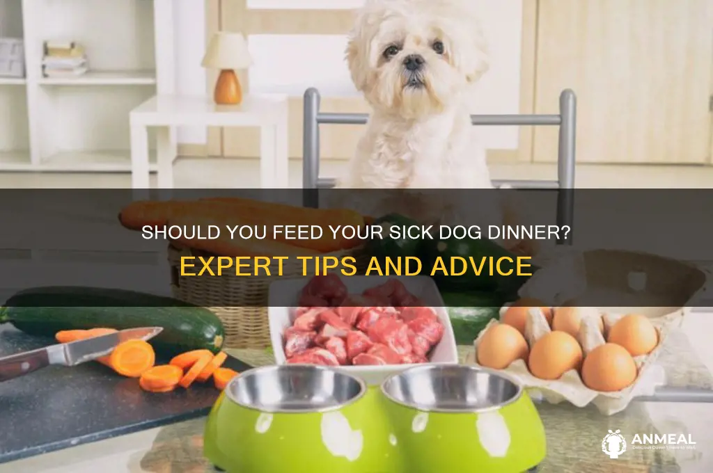 should i give my dog dinner if they are sick