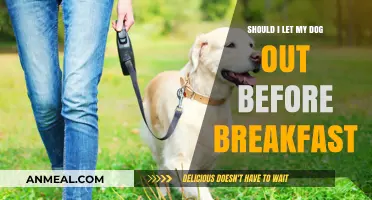 Should You Let Your Dog Out Before Breakfast? Pros and Cons
