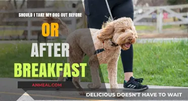 Dog Walk Timing: Before or After Breakfast for Optimal Routine?