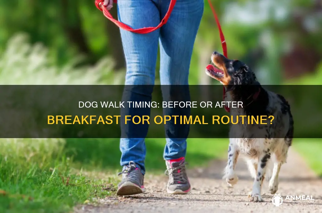should i take my dog out before or after breakfast