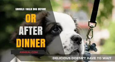 Walk Before or After Dinner: Timing Your Dog’s Evening Stroll