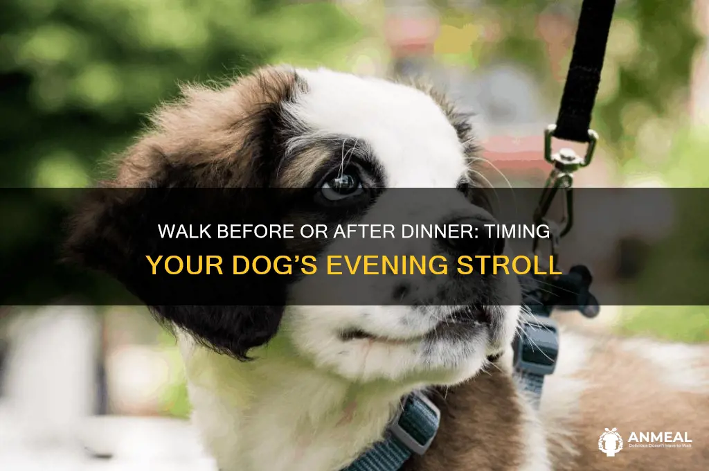 should i walk dog before or after dinner