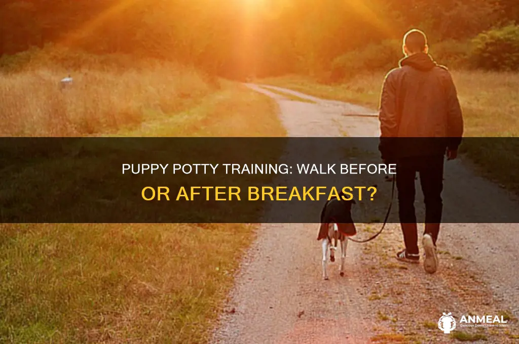should i walk my puppy before or after breakfast