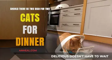 Double Dishes for Cats: Is Separate Feeding Necessary at Dinner?
