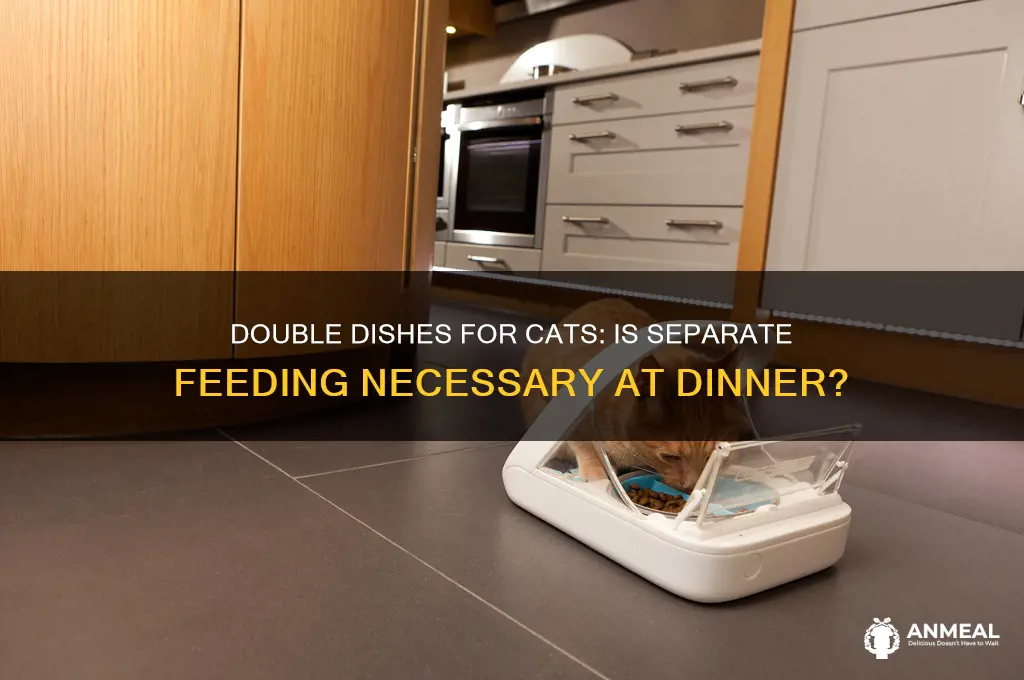 should there be two dish for two cats for dinner