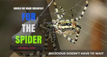 Should We Make Breakfast for Spiders? Exploring Ethical Feeding Practices