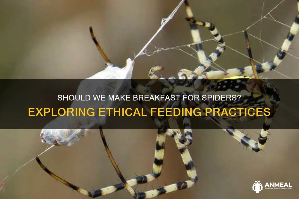 should we mane breakfast for the spider