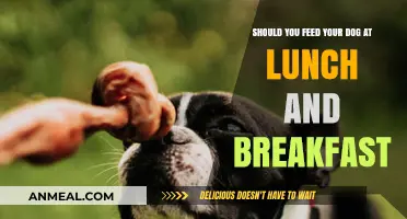 Should You Feed Your Dog at Lunch and Breakfast?