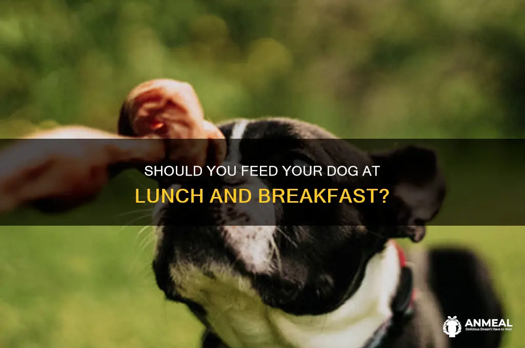 should you feed your dog at lunch and breakfast