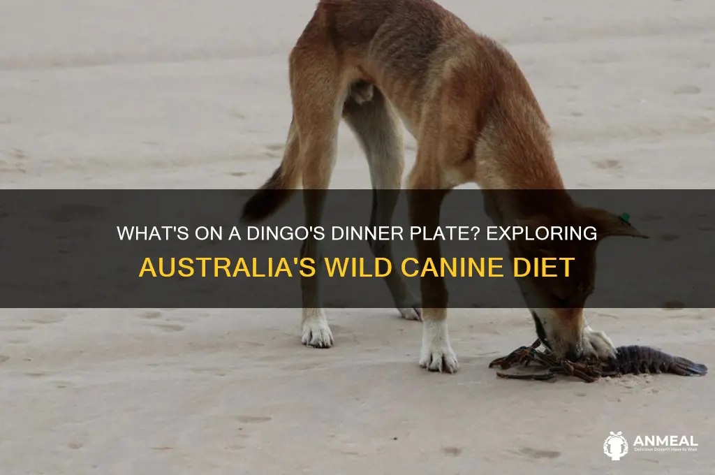 what a dingo dinner