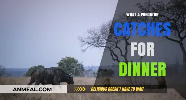 Predator's Feast: Unveiling the Hunt and Dinner Menu in the Wild