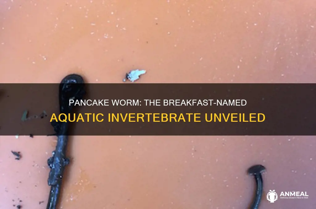 what aquatic invertebrate is named after a breakfast food