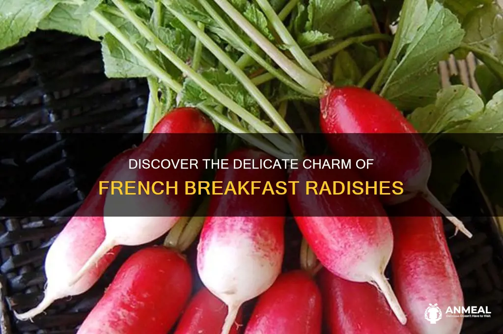 what are french breakfast radishes
