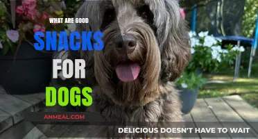 Healthy Treats: A Guide to Nutritious Snacks for Your Canine Companion