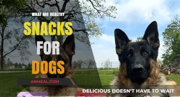 Nutritious Nibbles: Healthy Snack Ideas for Your Furry Friend