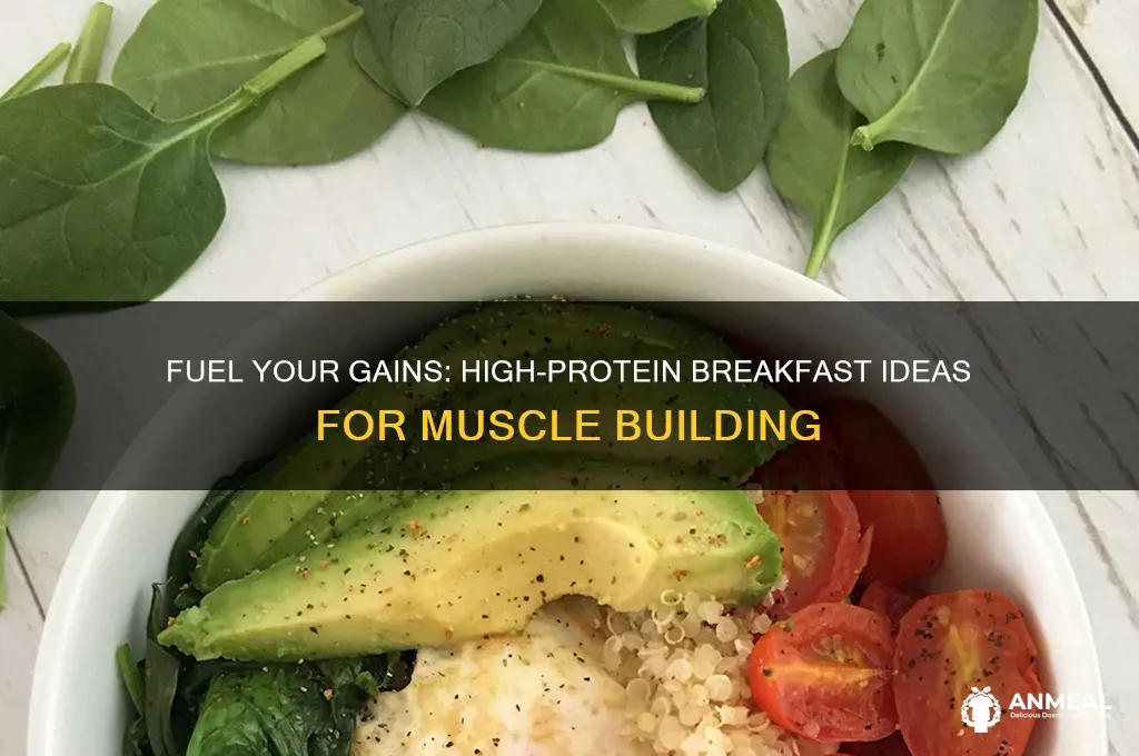 what are some high-protein breakfast ideas for muscle gain