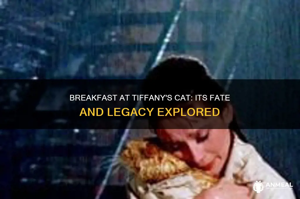 what became of the cat in breakfast at tiffanys