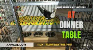 The Unseen Dinner Guest: Birds That Share Your Table