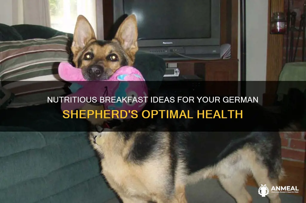 what breakfast should i give my gsd
