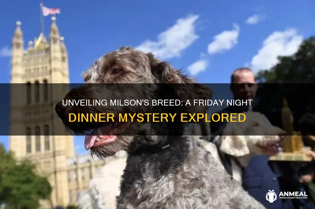 what breed is milson friday night dinner