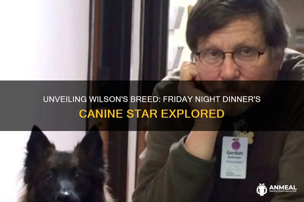 what breed is wilson friday night dinner