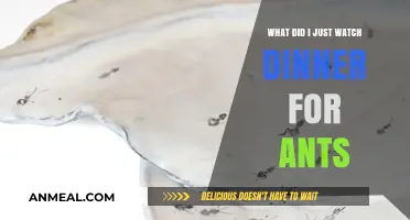 What Did I Just Watch? Dinner for Ants Explained