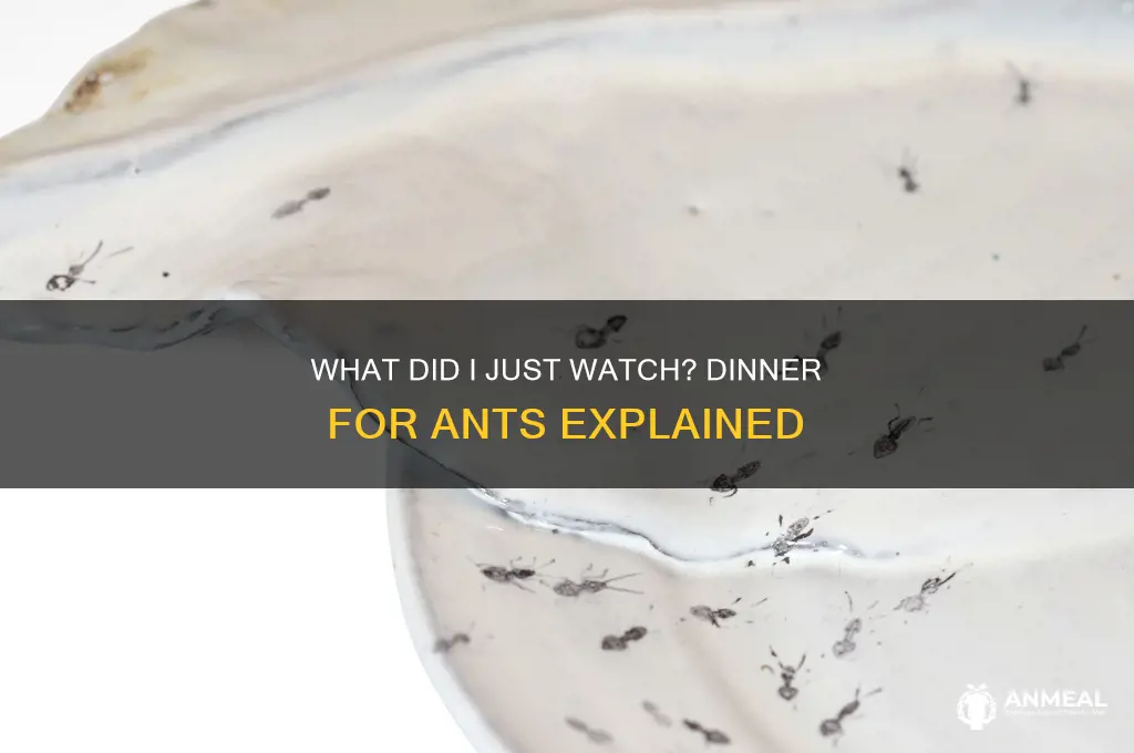 what did i just watch dinner for ants