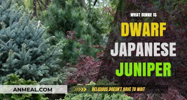 Discover the Dwarf Japanese Juniper: A Compact Evergreen for Your Garden