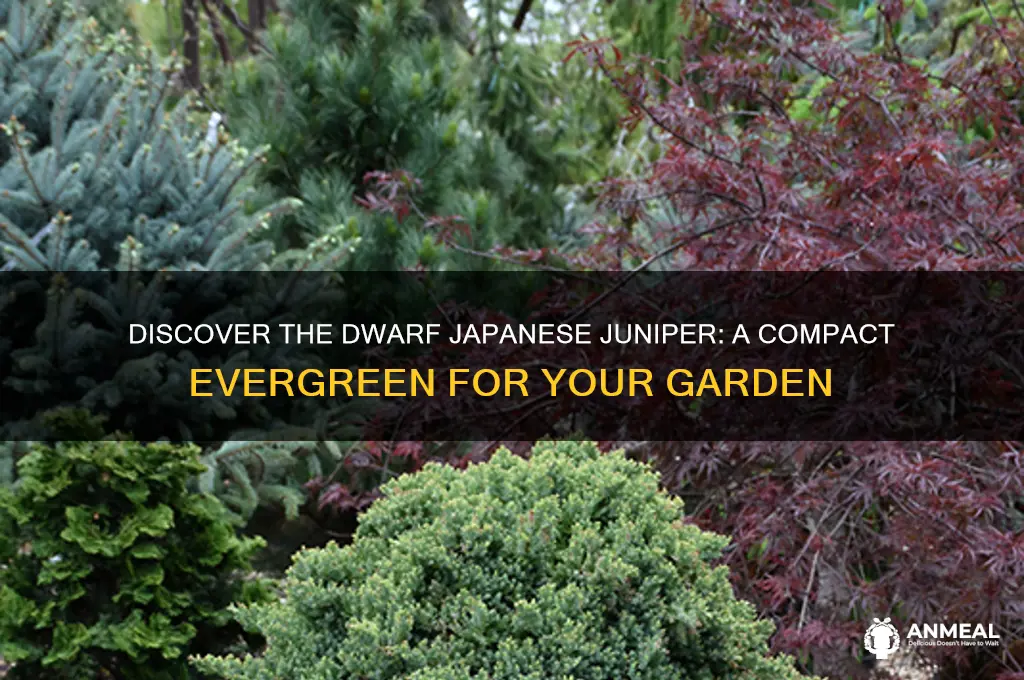 what dinne is dwarf japanese juniper