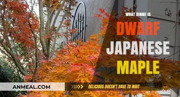 Understanding the Dwarf Japanese Maple: A Delicate Dinner-Sized Tree