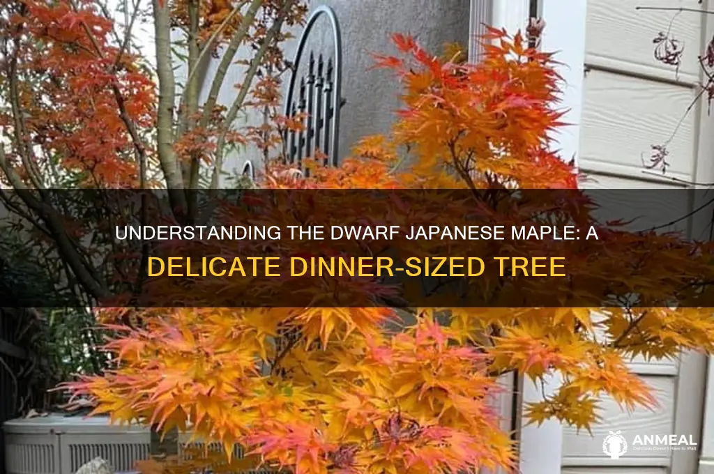 what dinne is dwarf japanese maple