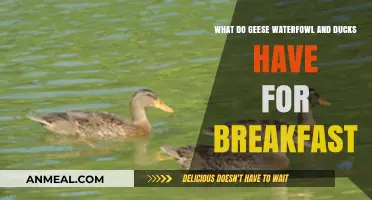 What Do Geese, Waterfowl, and Ducks Eat for Breakfast?