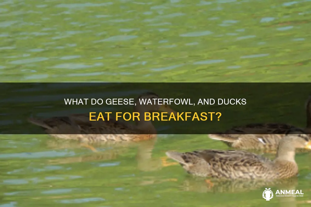 what do geese waterfowl and ducks have for breakfast