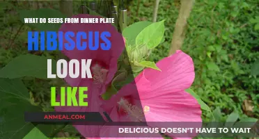 Dinner Plate Hibiscus Seeds: Appearance, Identification, and Harvesting Guide