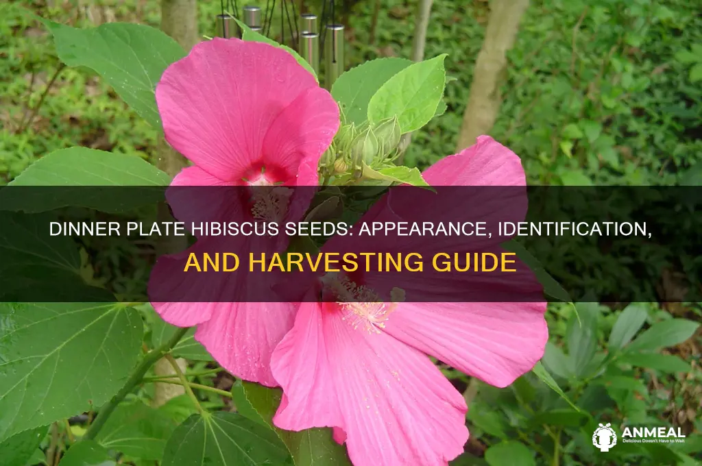 what do seeds from dinner plate hibiscus look like