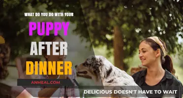 Post-Dinner Puppy Care: Fun Activities and Relaxing Routines for Your Pup