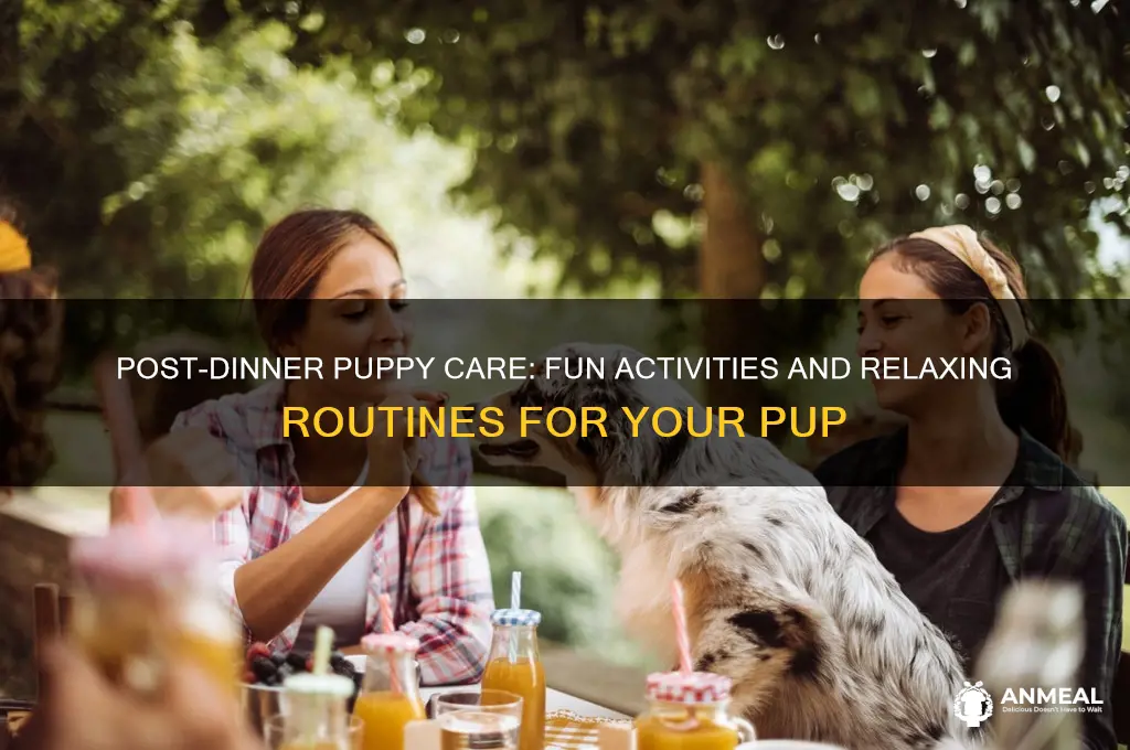 what do you do with your puppy after dinner