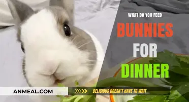 Healthy Bunny Dinner Ideas: What to Feed Your Rabbits