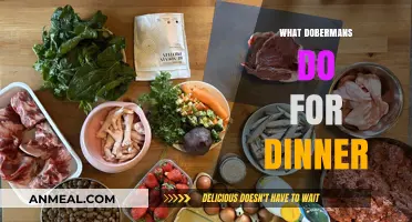 Dobermans' Dinner Delights: Exploring Their Ideal Evening Meals