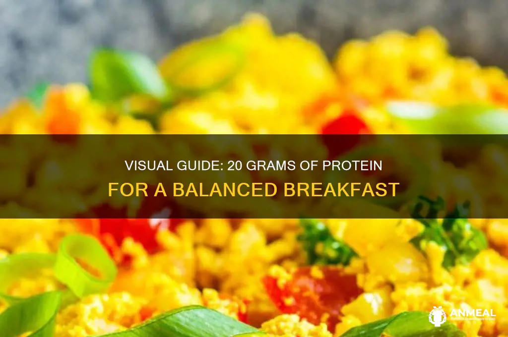 what does 20 grams of protein look like for breakfast