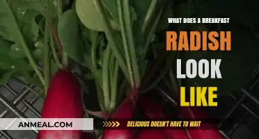 Discover the Unique Appearance of Breakfast Radishes: A Visual Guide