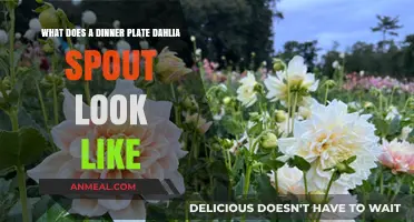 Dinner Plate Dahlia Sprouts: Visual Guide to Their Unique Appearance