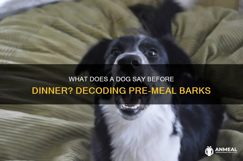 what does a dog say before dinner