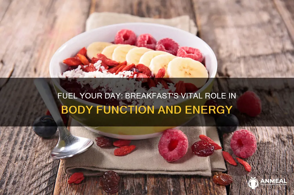 what does breakfast do for the body