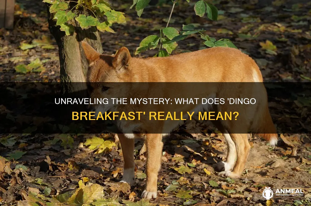 what does dingo breakfast mean