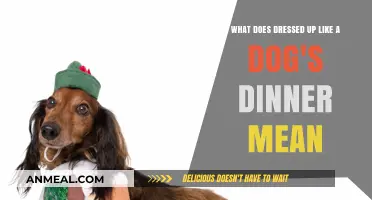 Understanding the British Idiom: Dressed Up Like a Dog's Dinner Explained
