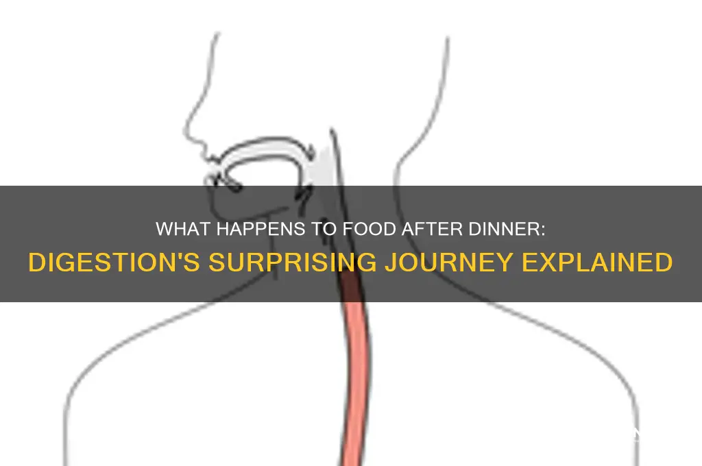 what does the food goes in after dinner