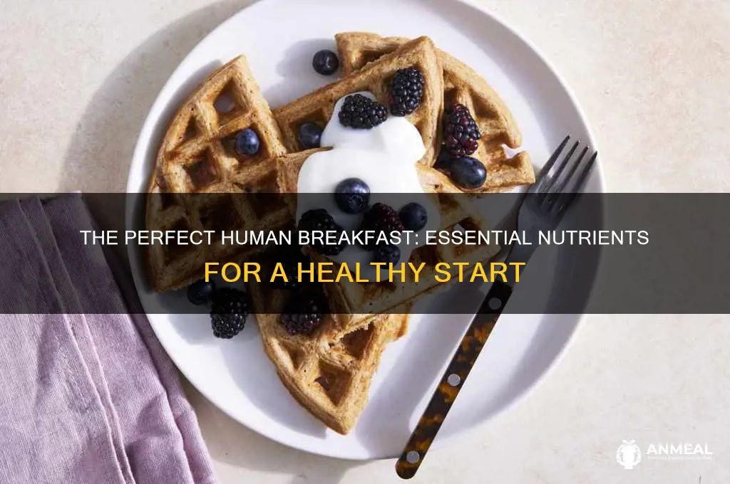 what exactly a human breakfast should have
