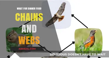 Exploring Food Chains and Webs: What’s for Dinner Tonight?